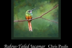 21_PPAPA_21_08_74327_2_-Rufous-Tailed-Jacamar