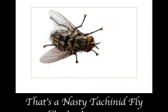 29_PPAPA_22_06_73676_2_-Thats-a-nasty-Tachinid-Fly