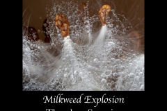 34_PPAPA_24_10_74094_2_-Milkweed-Explosion