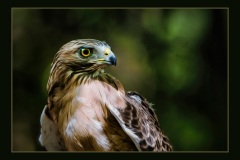 Hawk-by-Rich-Cox-